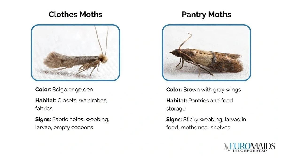Proč zkušené hospodyňky dávají do spíže pár kousků hřebíčku - image 1