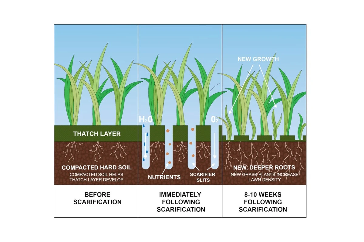 Proč zkušení zahrádkáři dělají do trávníku zářezy hned po druhém sečení - image 1