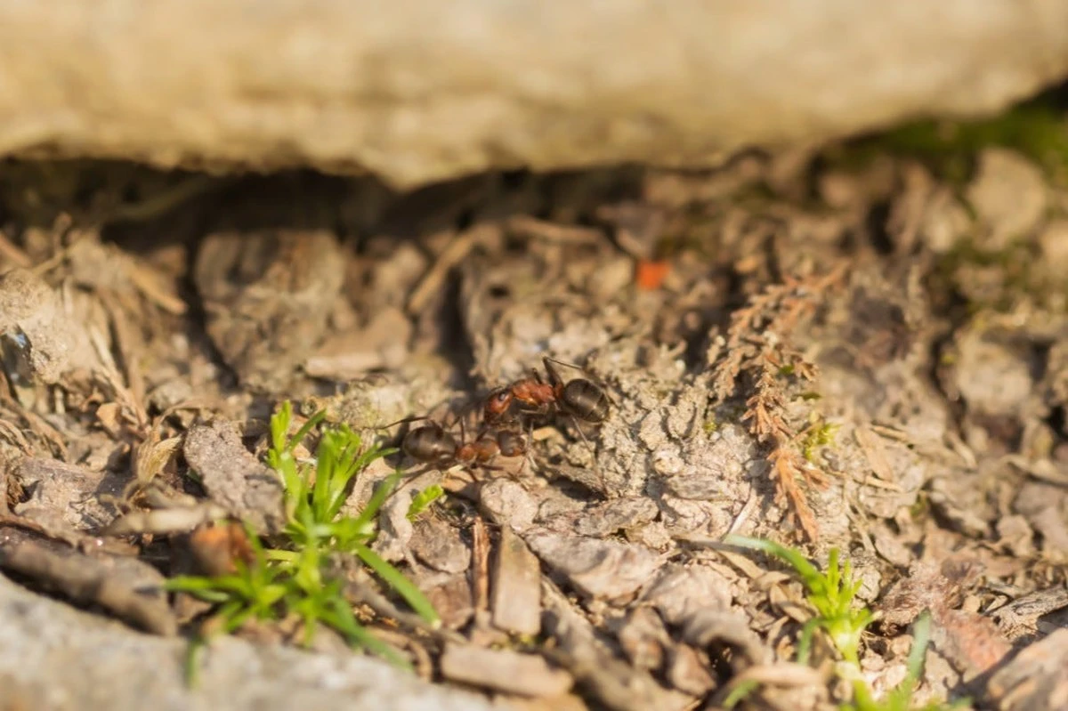 Proč zkušení zahradníci sypou mletou skořici do vyvýšených záhonů - image 1