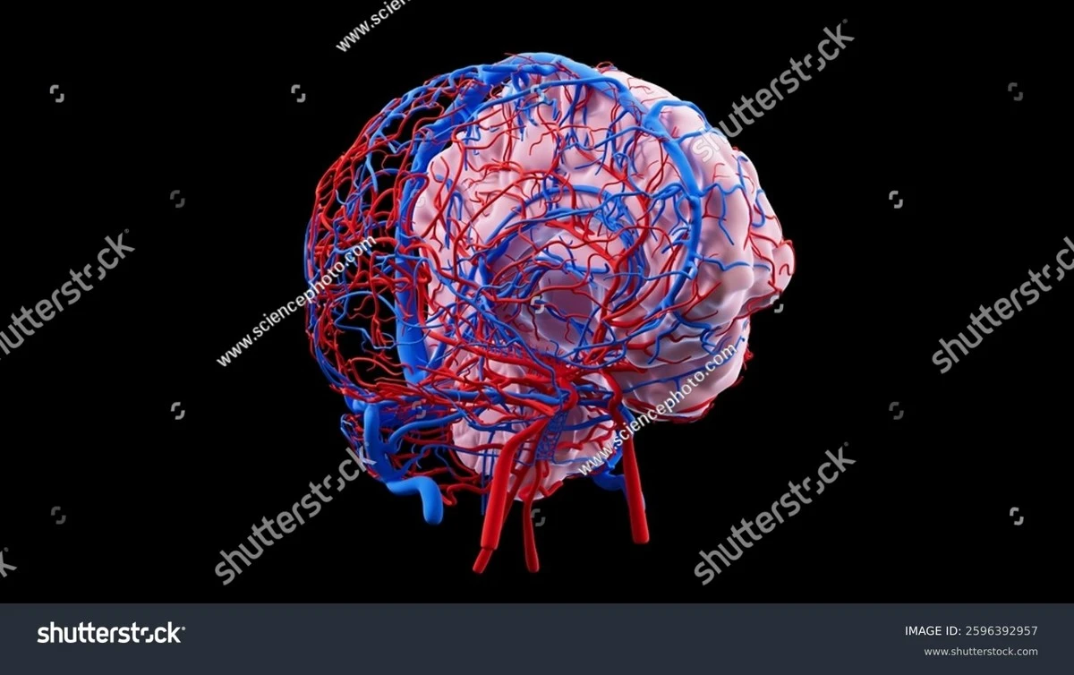 procseumladychd-extra-1.webp Proč se u mladých dospělých trojnásobí riziko mrtvice: Viníkem je jedna konkrétní látka - image 1