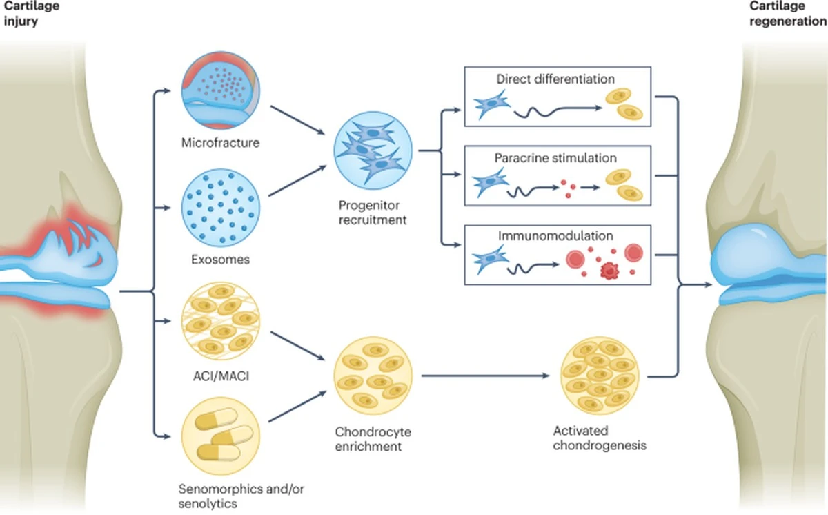 Proč vědci nyní doporučují semaglutid pro poškozené klouby - image 1