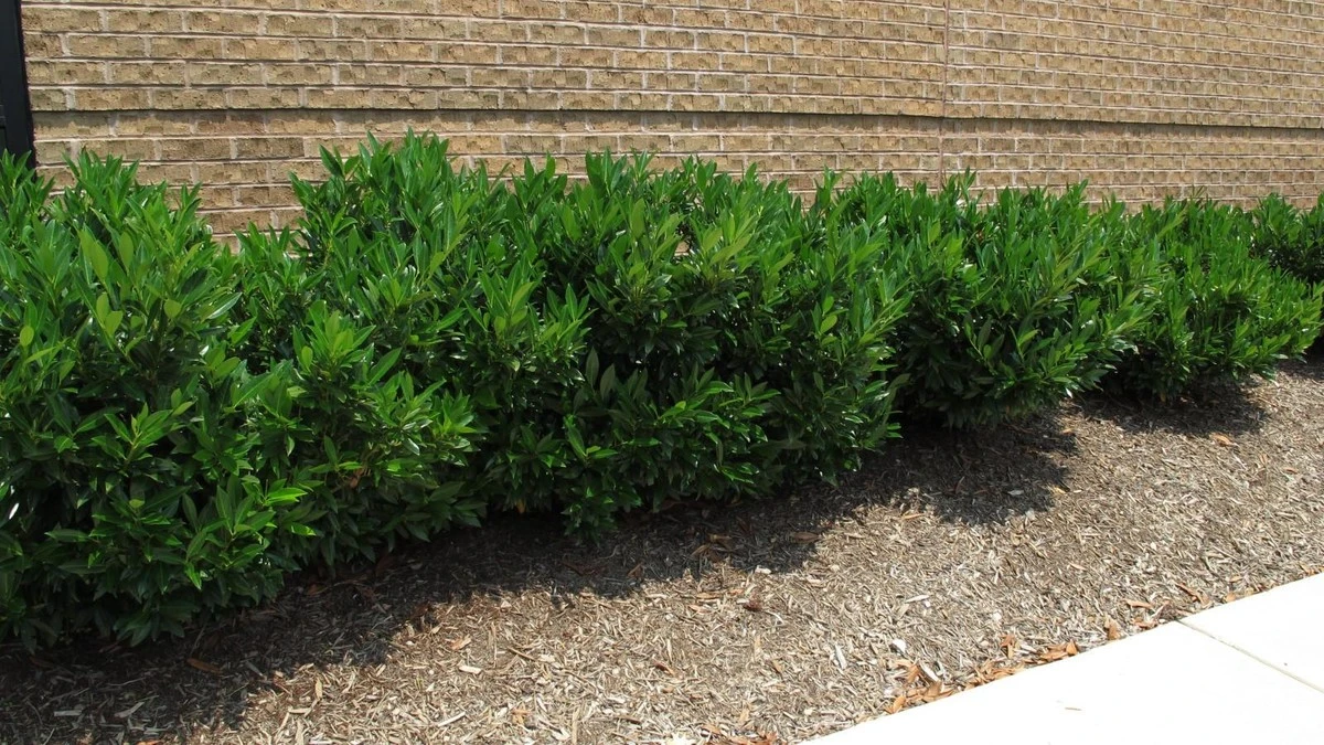 Proč zkušení zahradníci už nesází bobkovišeň: 3 keře, které vám zničí nervy - image 1