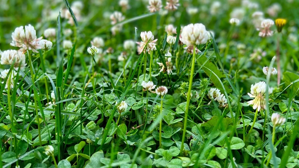 Proč se v trávníku objevuje jetel a jaká konkrétní živina mu právě teď chybí