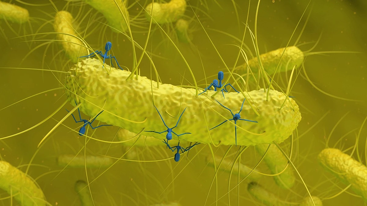 Proč se běžná bakterie v našem střevě někdy změní v rakovinu: Vědci našli neznámý virus