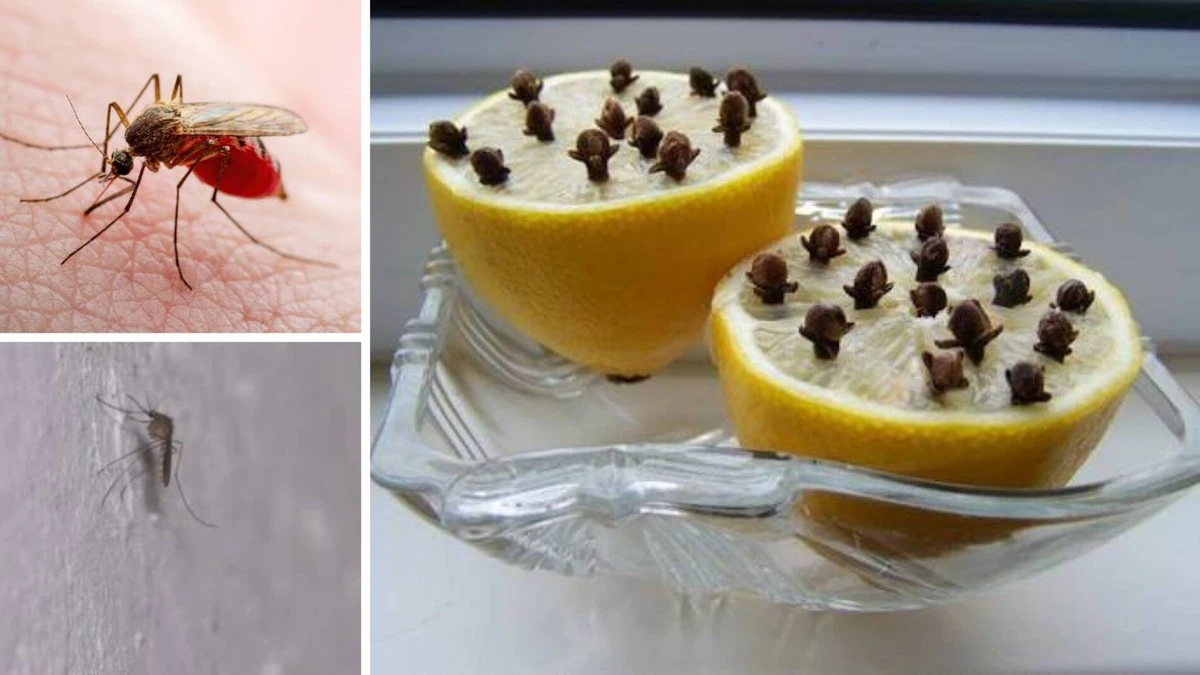 Proč letos zkušení lidé dávají na okenní parapet polovinu citronu