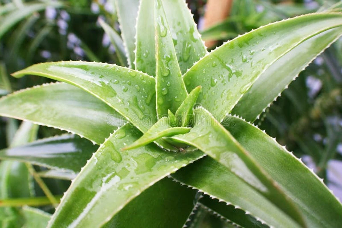 Proč vědci doporučují beta-sitosterol obsažený v listech aloe vera - image 1