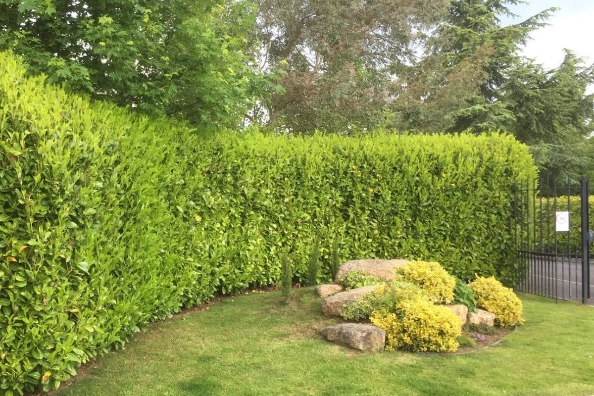 Proč se bobkovišeň stala zakázanou rostlinou a co to znamená pro vaši zahradu - image 1