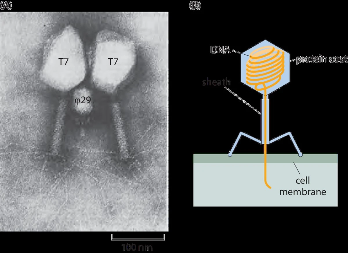 Proč se virus Epsteina-Barrové u některých lidí změní ve spouštěč roztroušené sklerózy - image 1