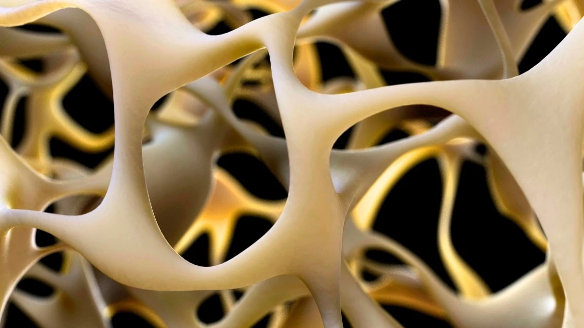 Proč vědci nyní studují receptor GPR133 v našich kostech