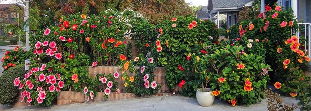 Proč zkušení zahradníci sázejí ibišek těsně k domovní zdi - image 1