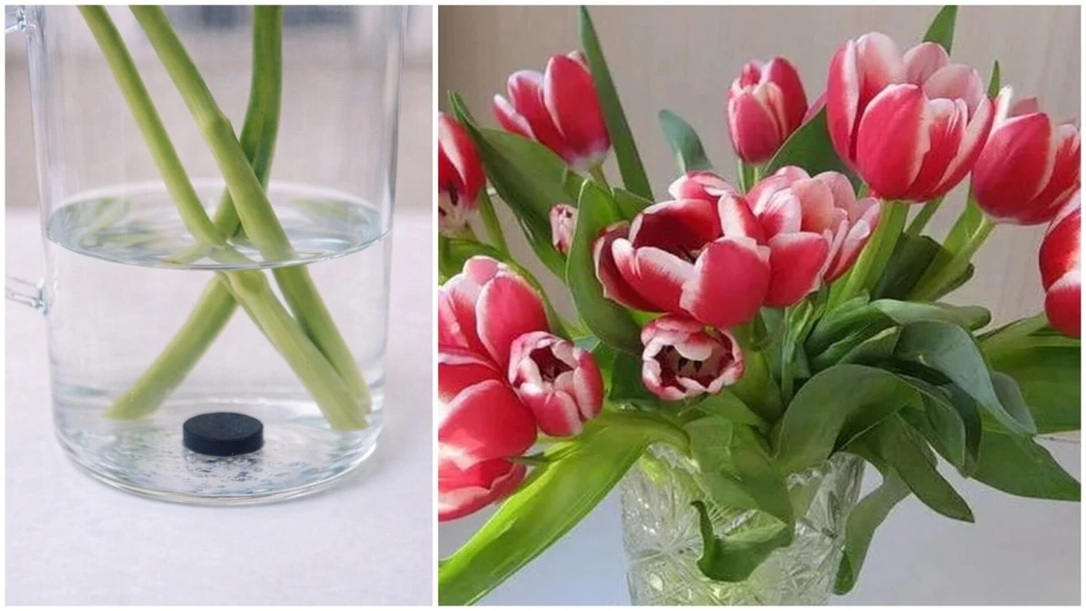 Proč zkušení floristé hází do vázy s tulipány tabletu černého uhlí