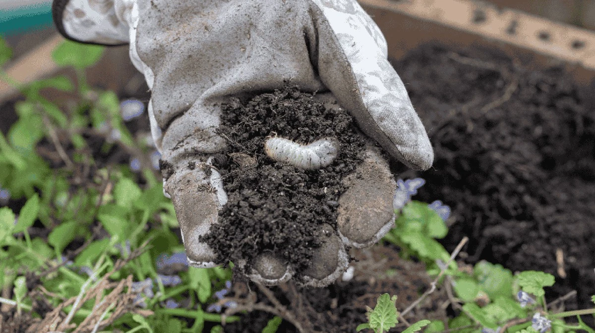 Proč zkušení zahrádkáři hledají v březnu v hlíně bílé ponravy