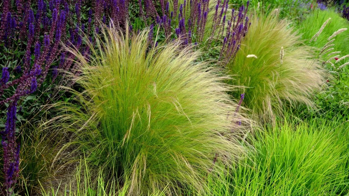 Proč zkušení zahradníci v únoru stříhají kavyl jen pár centimetrů nad zemí