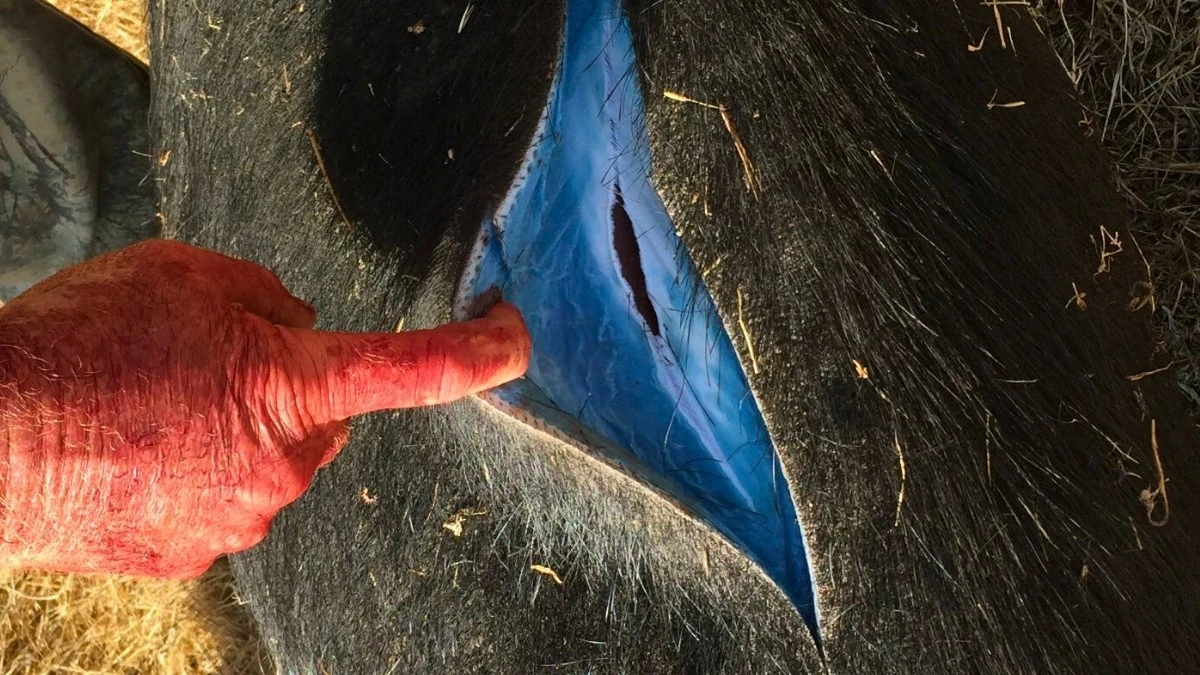 Proč zkušení lovci okamžitě vyhazují maso s modrým tukem